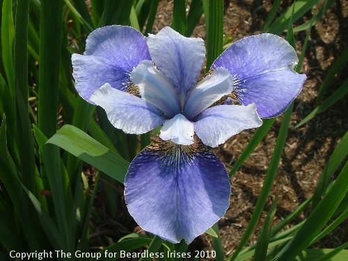 Bournmouth Beauty 1
